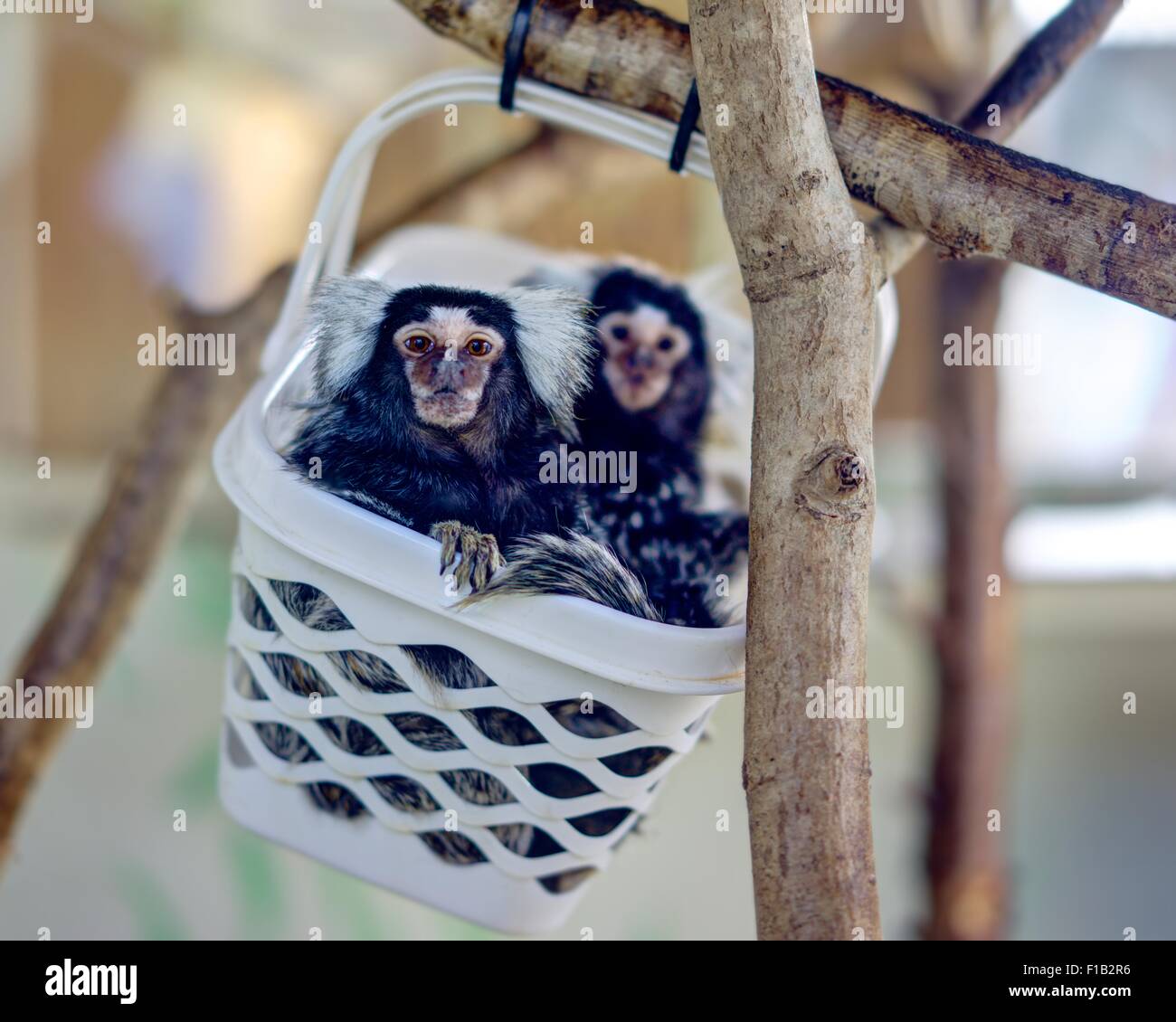 Due pigmeo scimmie Marmoset in un cestello di bianco, uno bruscamente il rendering in primo piano con un altro cercando su nel piano medio. Foto Stock