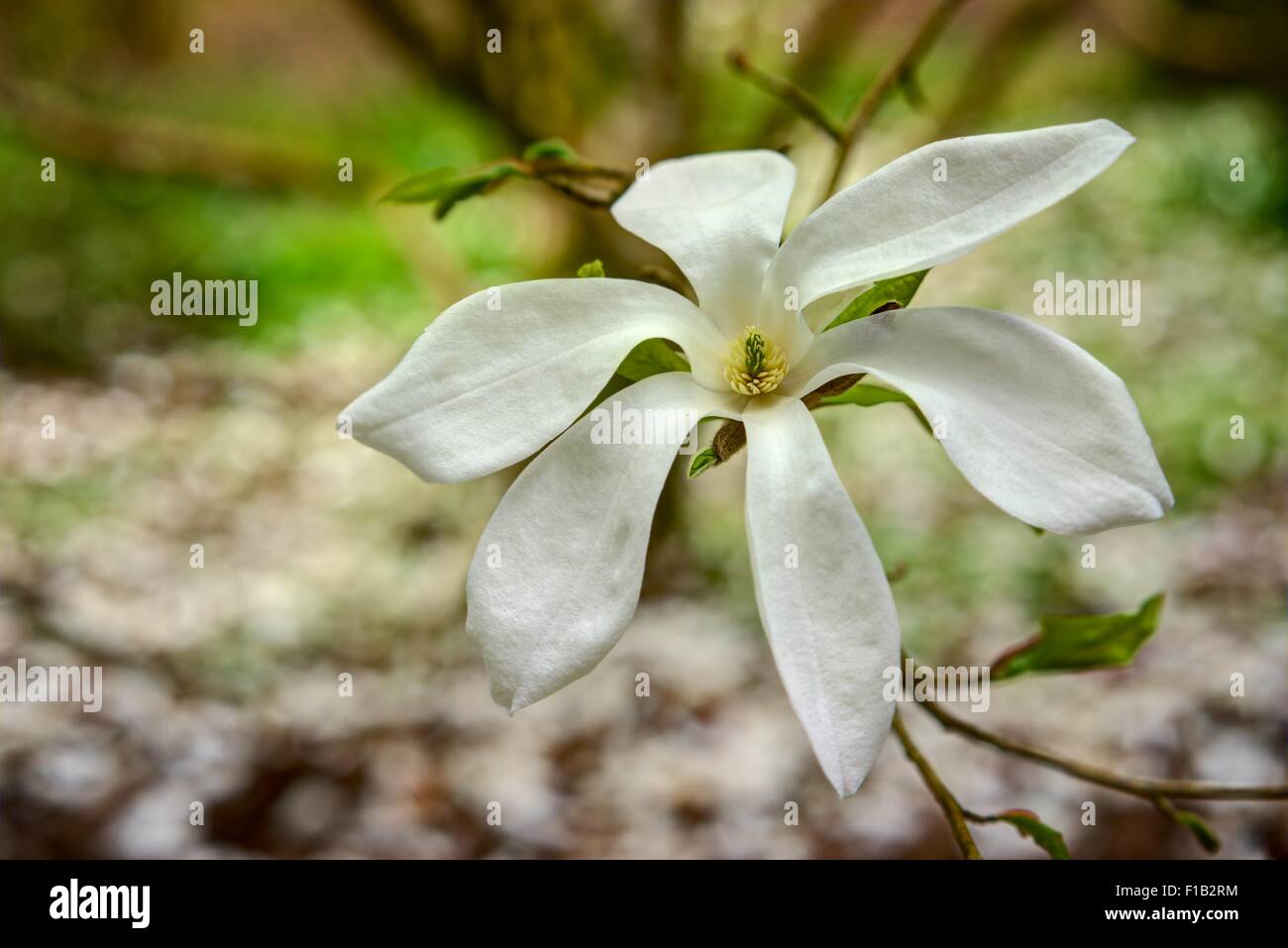 Un bruscamente resi bianchi delicati fiori di magnolia completamente aperto in primavera contro uno sfondo sfocato di caduta dei petali. Foto Stock