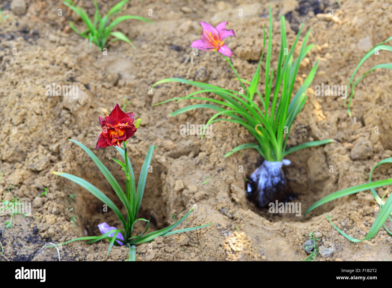 Piantine di fiori preparato per la semina Foto Stock