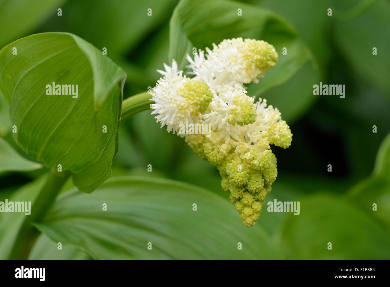 Falso di Salomone guarnizione - Maianthemum racemosum nativo della North American Boschi Foto Stock