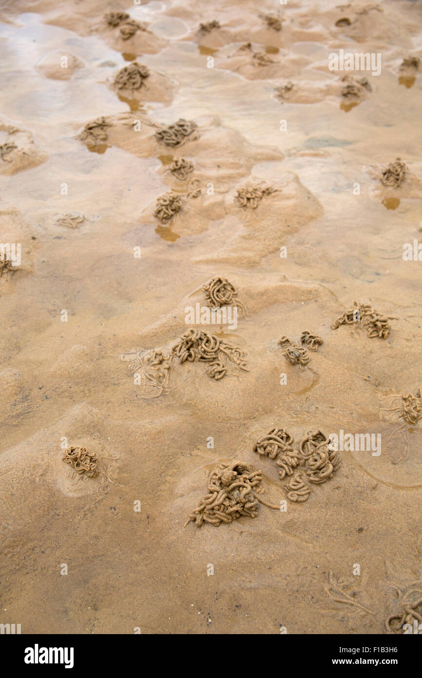 Lugworm getta sulla spiaggia sabbiosa. Foto Stock