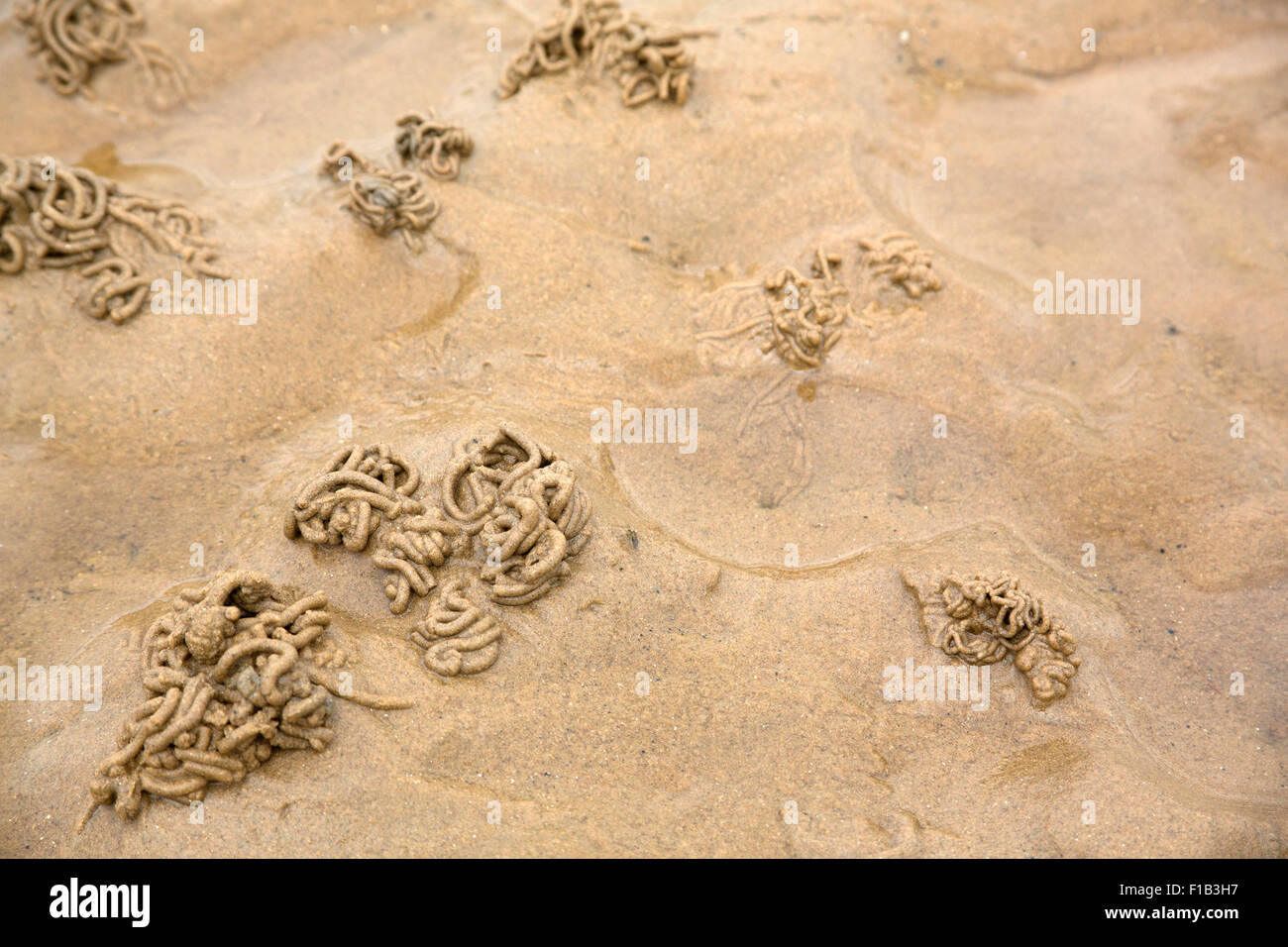 Lugworm getta sulla spiaggia sabbiosa. Foto Stock