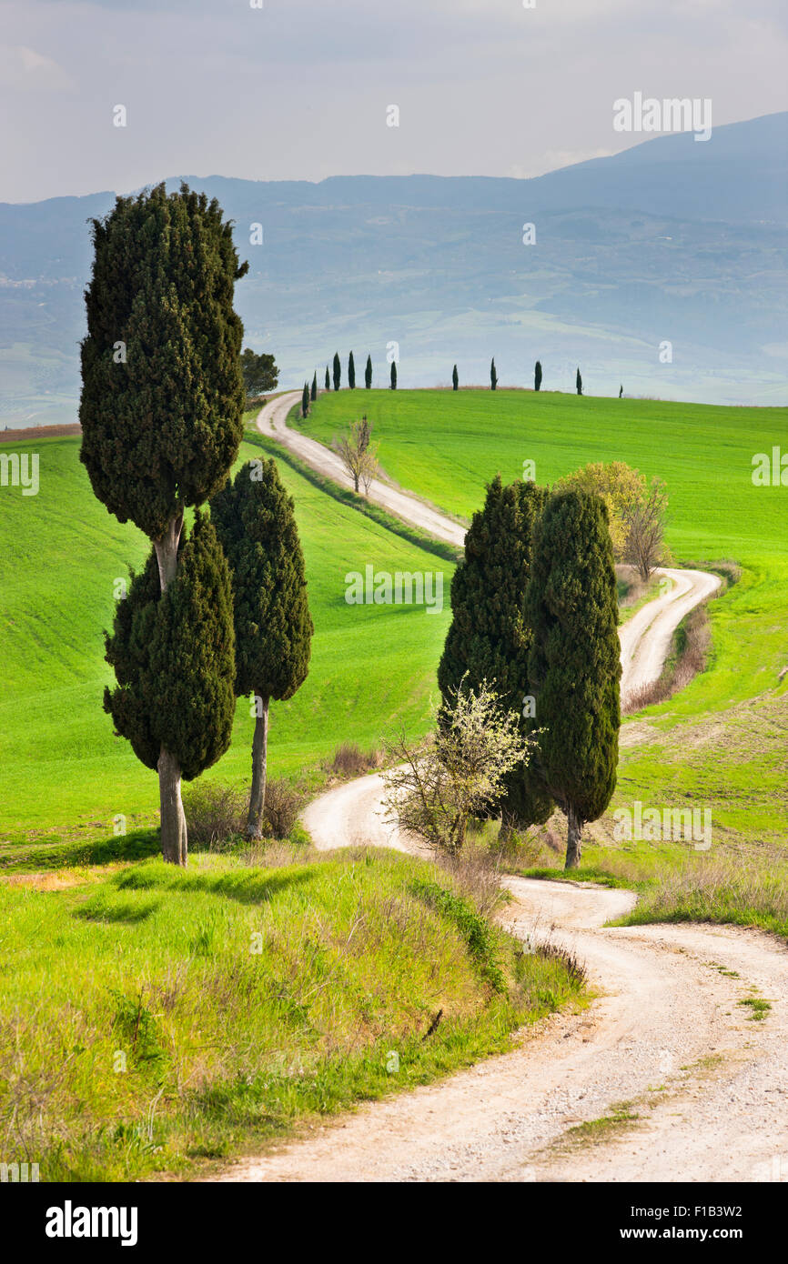 Paesaggio toscano con cipressi lungo una strada di campagna, a Pienza, Val d'Orcia, in Toscana, in provincia di Siena, Italia Foto Stock