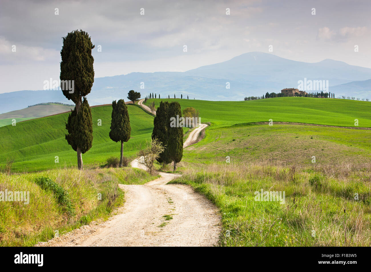 Paesaggio toscano con cipressi lungo una strada di campagna, a Pienza, Val d'Orcia, in Toscana, in provincia di Siena, Italia Foto Stock