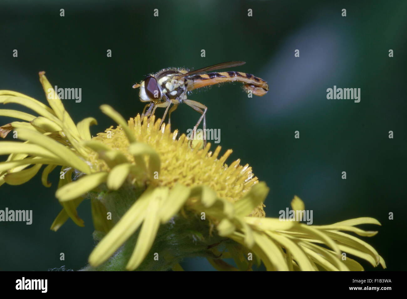 Hoverfly (Sphaerophoria scripta) alimentazione sulla pianta in East Sussex, Regno Unito Foto Stock