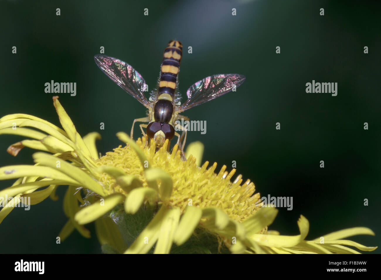 Hoverfly (Sphaerophoria scripta) alimentazione sulla pianta in East Sussex, Regno Unito Foto Stock