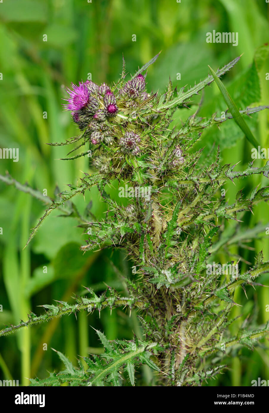 Marsh Thistle - Cirsium palustre Tall Thistle con piccoli fiori viola Foto Stock