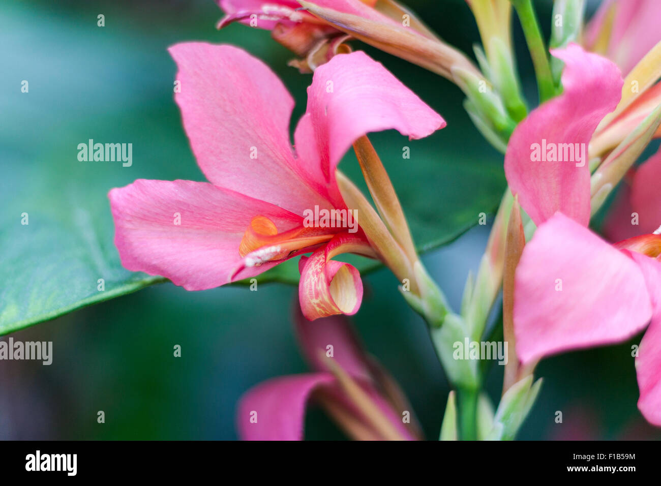 Pink Orchid, Royal Botanic Gardens, Kew, Richmond, Londra, Surrey, England, Regno Unito Foto Stock