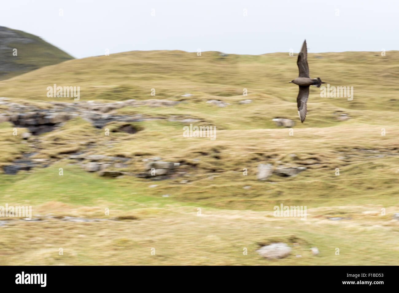 Flying arctic skua sulle isole Faerøer, con prato verde e rocce in background Foto Stock
