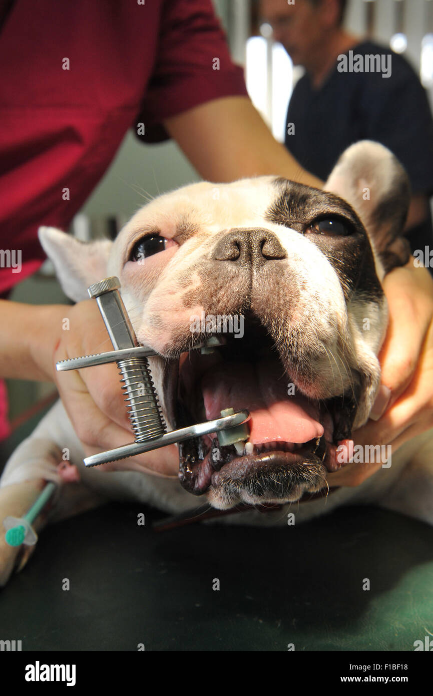 Zepernick, la Germania, la preparazione chirurgica in un bulldog francese Foto Stock