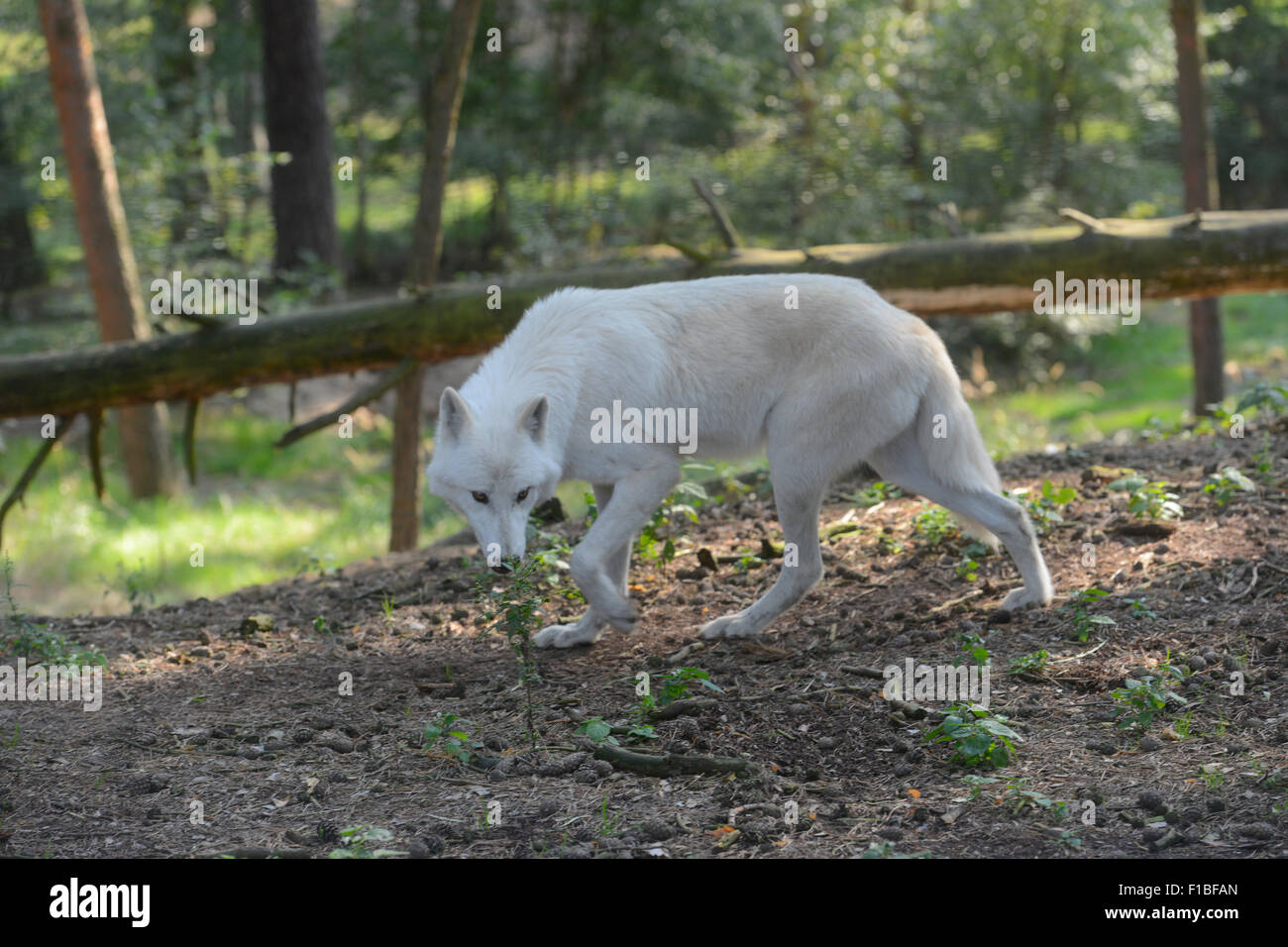 Baruth / Mark, Germania, un lupo artico corre attraverso il parco faunistico Johannismühle Foto Stock