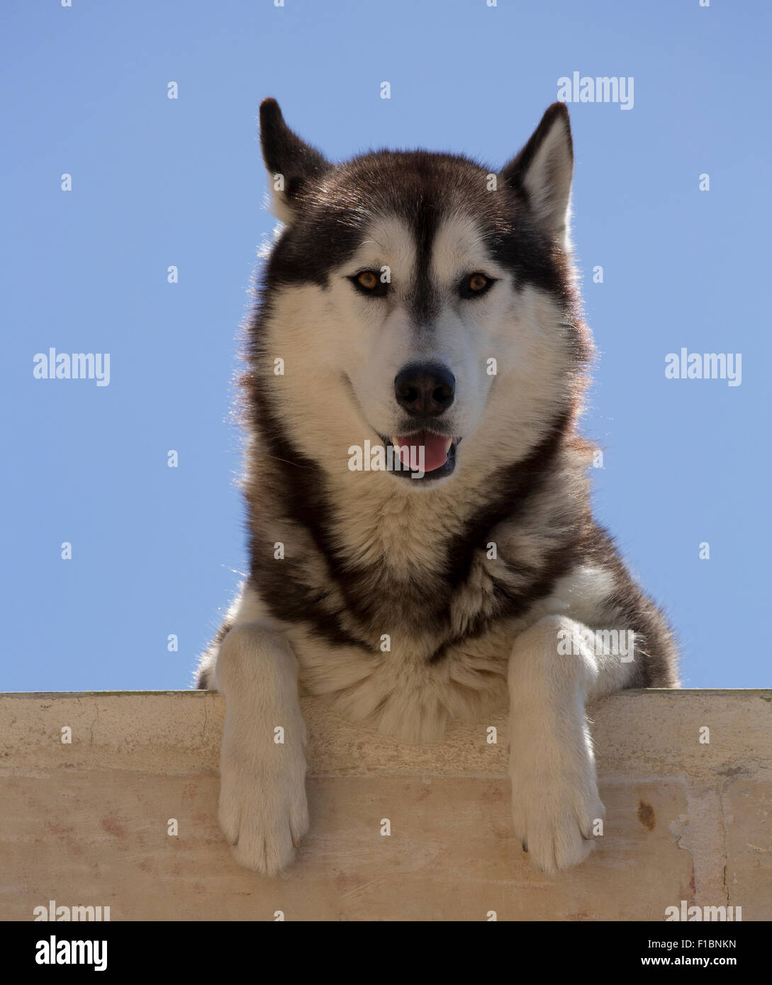 Tipo Husky cane in appoggio su un balcone a metà giornata il calore Foto Stock