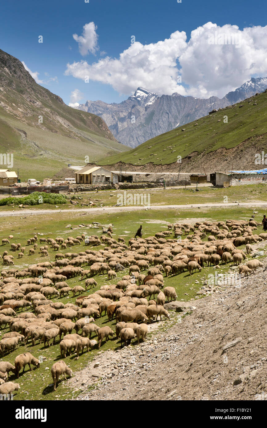 India, Jammu e Kashmir Srinagar a Leh autostrada, Zojila Pass, gregge di pecore curato da nomade pastore Gujjar ragazzi Foto Stock