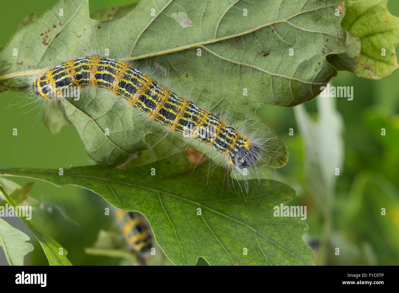 Buff-punta moth, buff punta, Caterpillar, Mondvogel, Mondfleck, Raupe un Eiche, Phalera bucephala Foto Stock