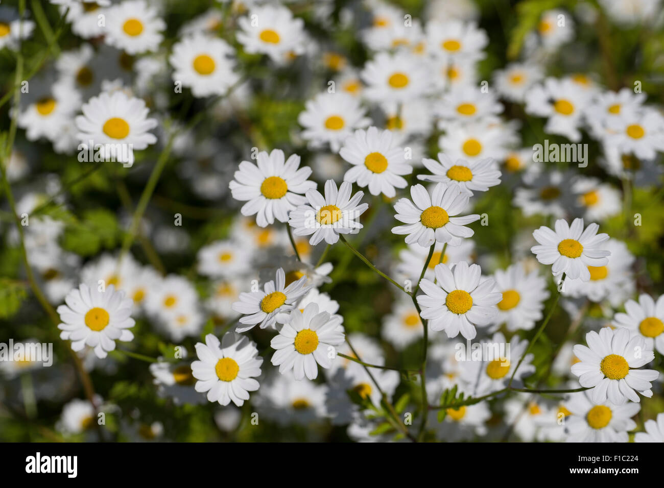 Corso di laurea i pulsanti, featherfew, Mutterkraut, Tanacetum parthenium, Chrysanthemum parthenium, Matricale, La Grande camomilla Foto Stock