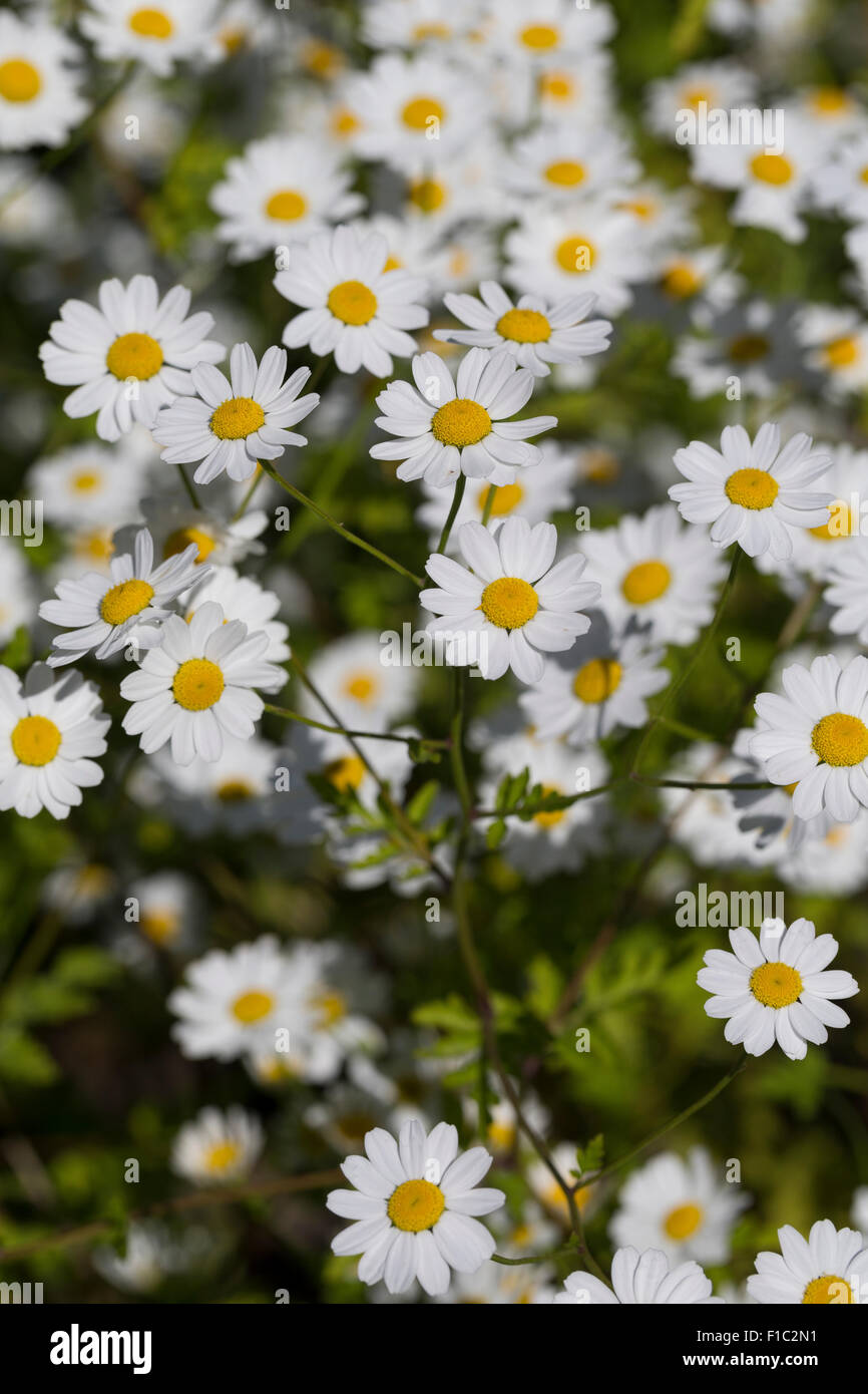 Corso di laurea i pulsanti, featherfew, Mutterkraut, Tanacetum parthenium, Chrysanthemum parthenium, Matricale, La Grande camomilla Foto Stock