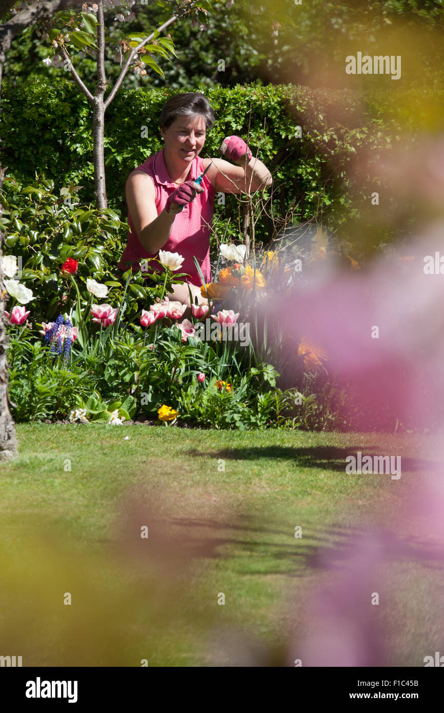 Villaggio di Coddington, Inghilterra. Molla di pittoresca vista di una signora giardiniere in un paese rurale giardino. Foto Stock