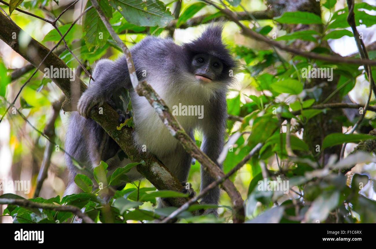 Iavan Surili (Presbytis comata) noto anche come foglia brizzolato scimmia, in Gunung Halimun National Park, Java, Indonesia Foto Stock