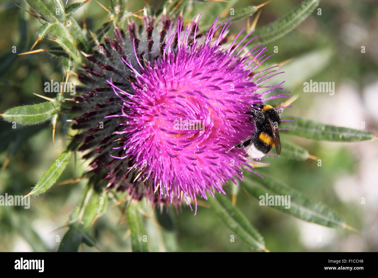 White-tailed bumblebee (Bombus lucorum) su thistle, Valbona Parco Nazionale della valle maledetta, montagne, Albania, Balcani, Europa Foto Stock