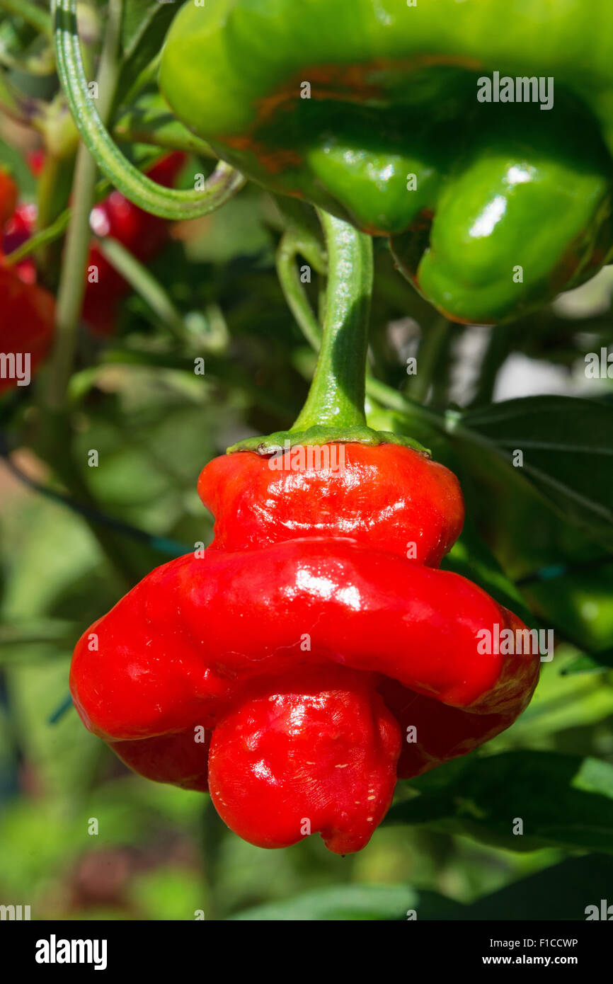 Un maturo Scotch Bonnet Peperoncino (Capsicum chinense), con il suo distintivo Tam o'shanter forma. Regno Unito, 2015. Foto Stock