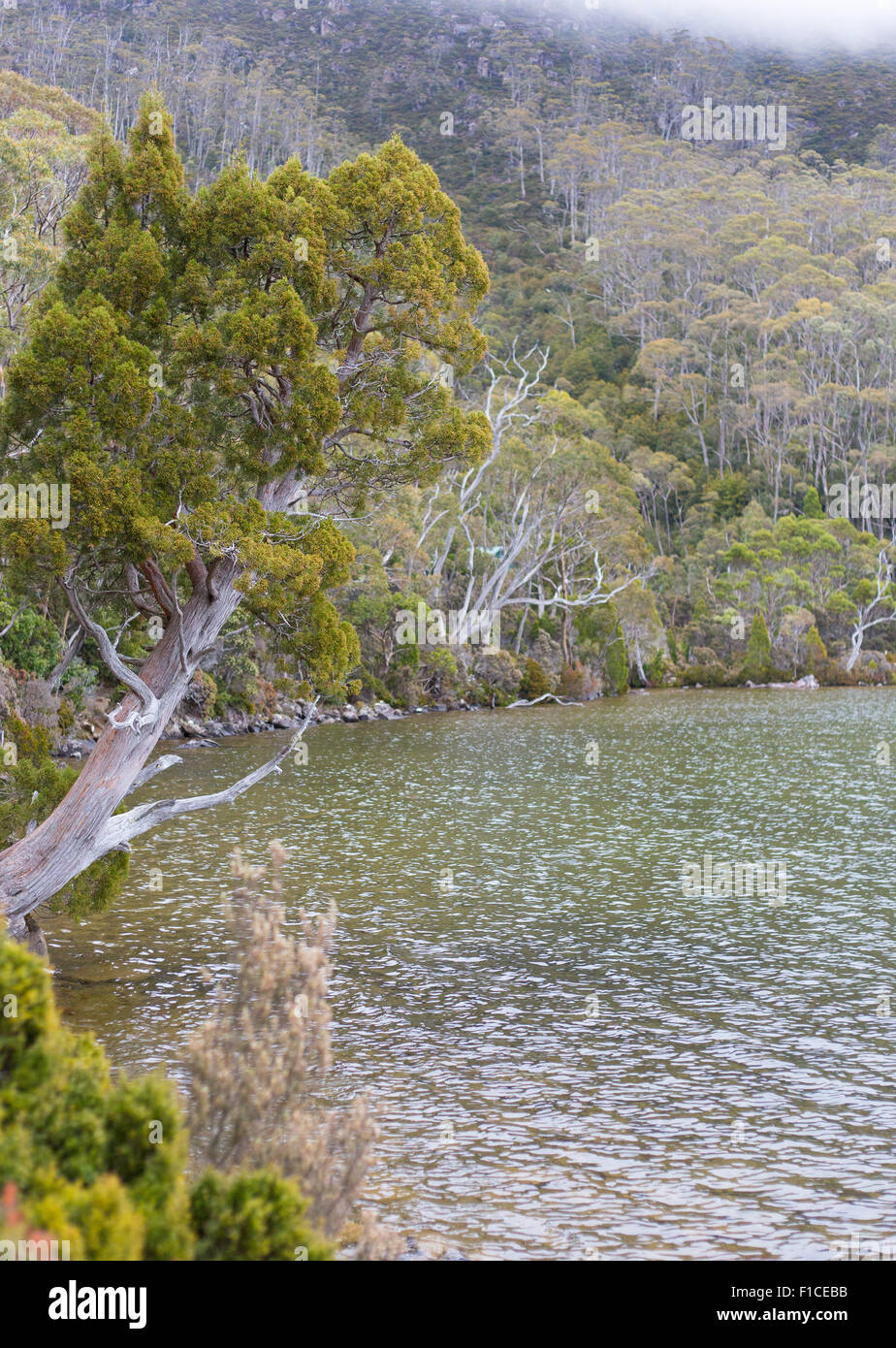 Matita (Pino Athrotaxis cupressoides) e vegetazione alpina lungo la riva del lago Dobson, Monte campo Parco Nazionale, Tasmania, Foto Stock