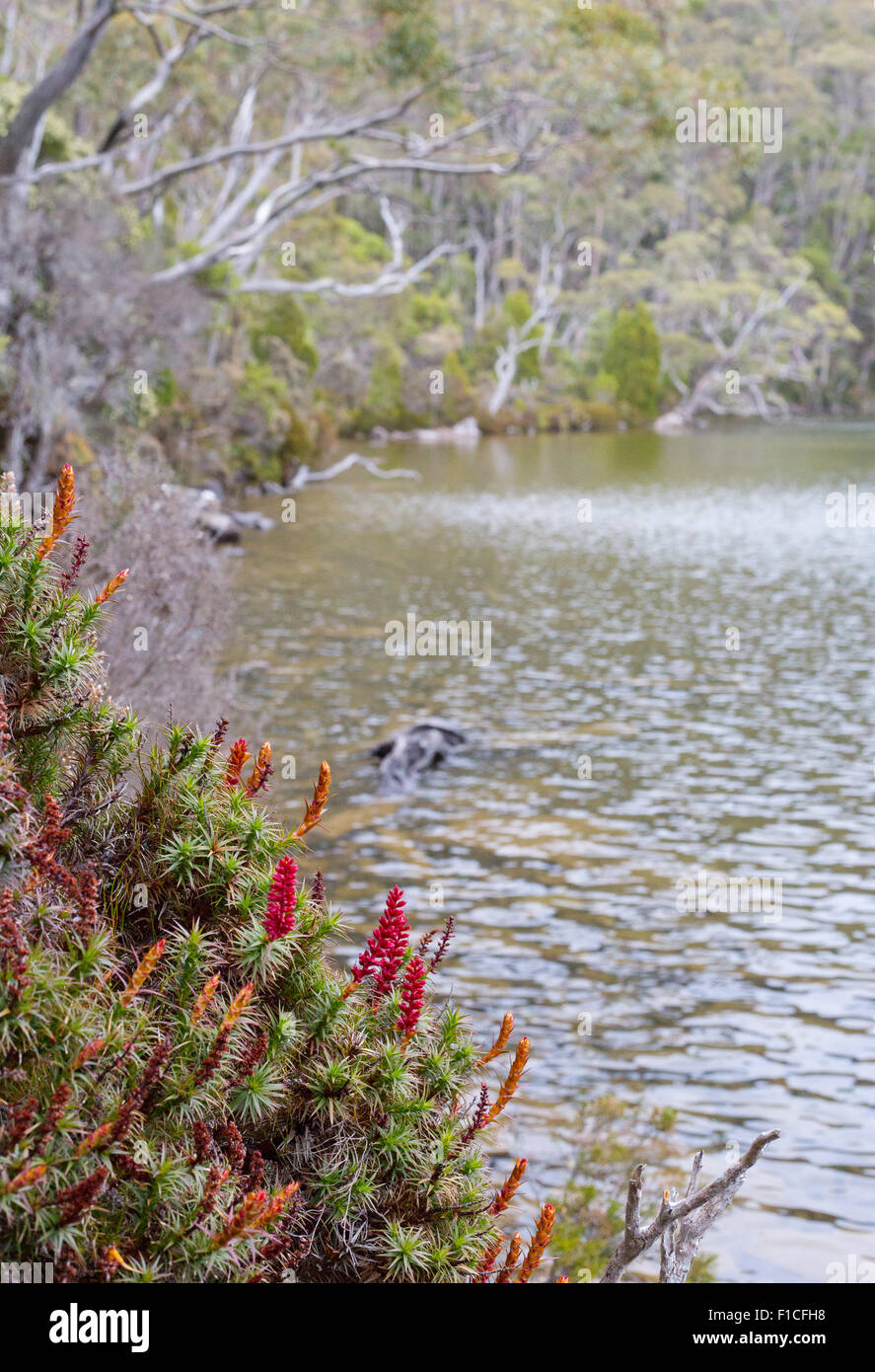 Scoparia (Richea scoparia) lungo la riva del lago Dobson, Monte campo Parco Nazionale, Tasmania, Australia Foto Stock