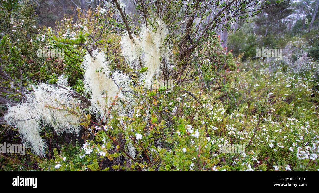 Barba Lichen (Usnea sp.) che crescono in un bosco alpino, Tasmania, Australia Foto Stock