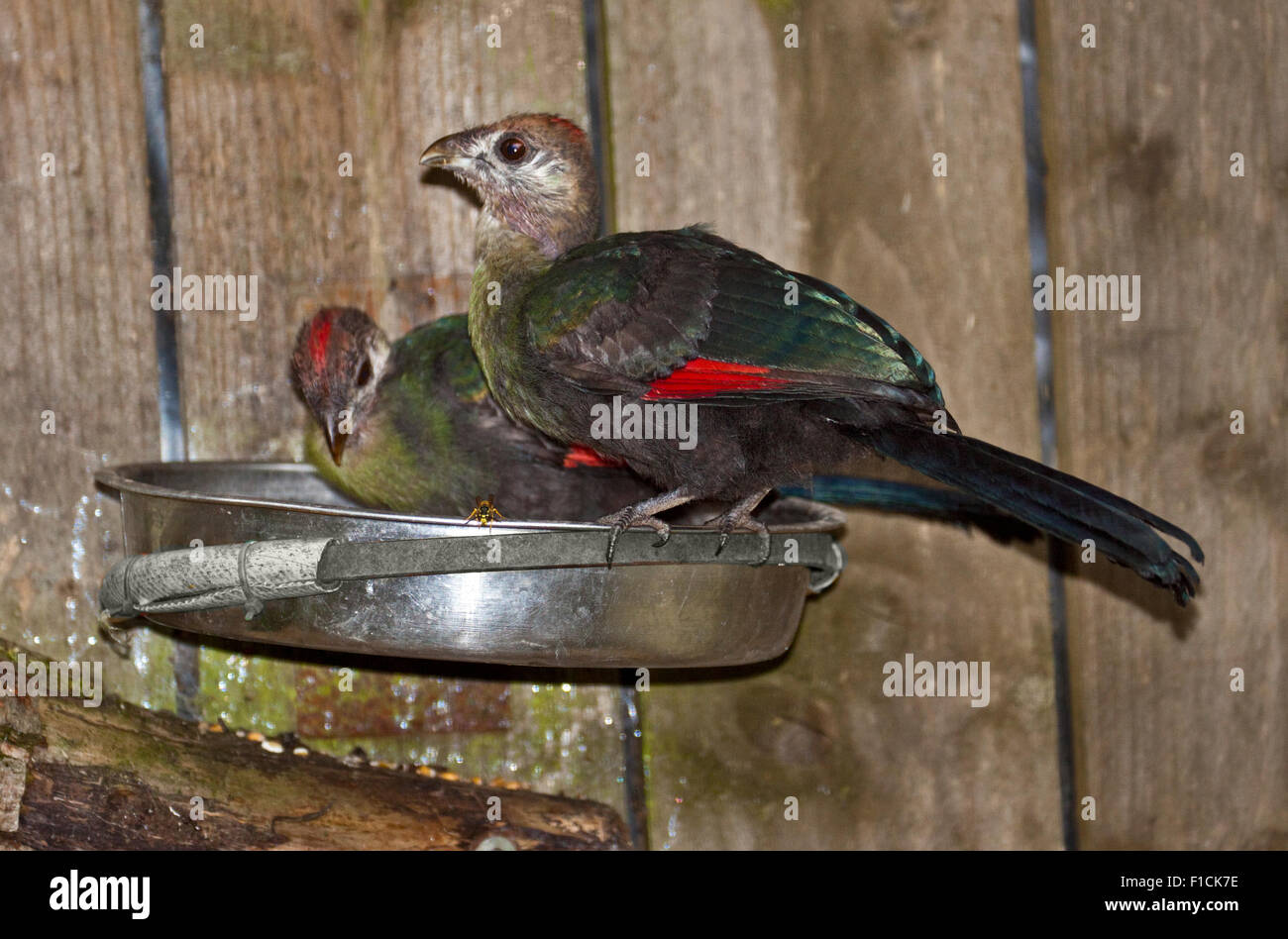 Red Crested's Turaco (tauraco erythrolophus) alimentazione uccellini Foto Stock