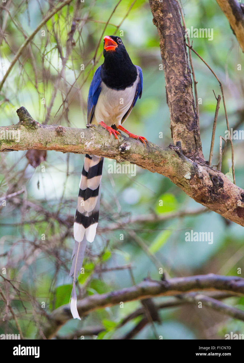 Rosso-Blu fatturati Gazza (Urocissa erythrorhyncha), Huai Kha Khaeng Wildlife Sanctuary, Thailandia Foto Stock