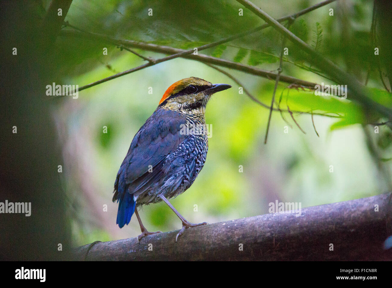 Blue Pitta (Hydrornis cyaneus), Tailandia Foto Stock