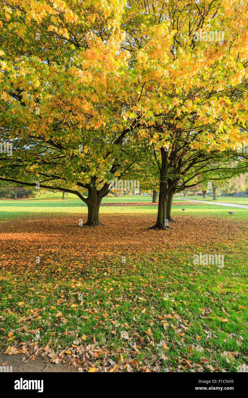 Lightflooded autunno alberi in un parco in Amburgo Foto Stock