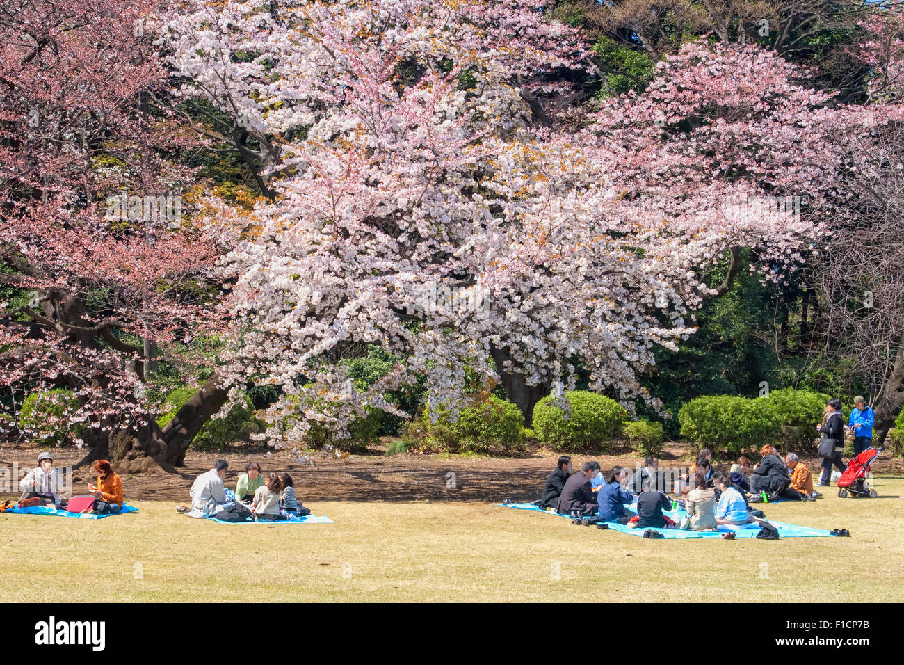 Fiore di Ciliegio celebrazione (chiamato hanami) a Tokyo in Giappone. Foto Stock