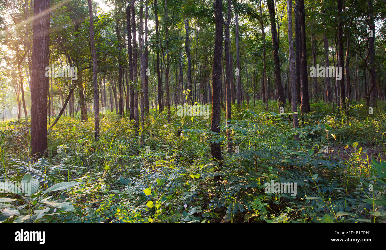 Boschi di latifoglie (dipterocarp secco) in Huai Kha Khaeng Wildlife Sanctuary, Thailandia Foto Stock