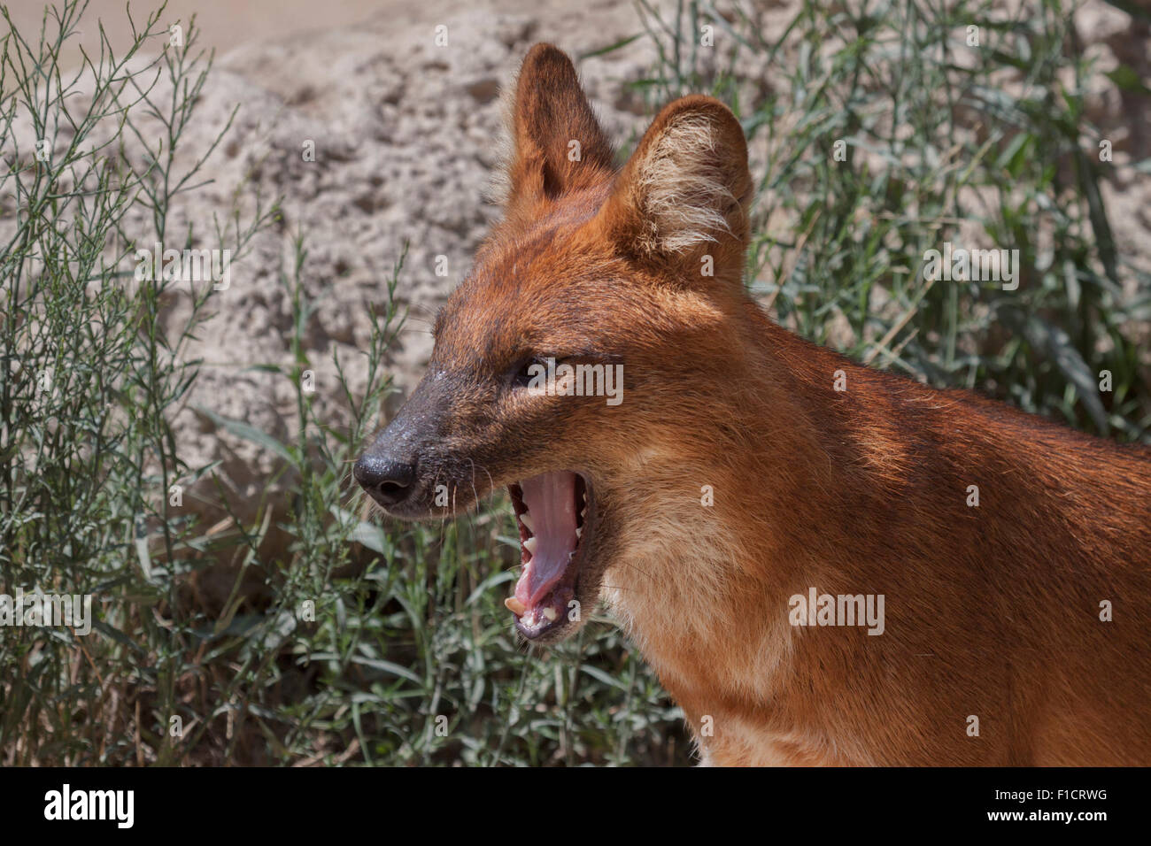 Ritratto di un cane australiano, un dingo Foto Stock
