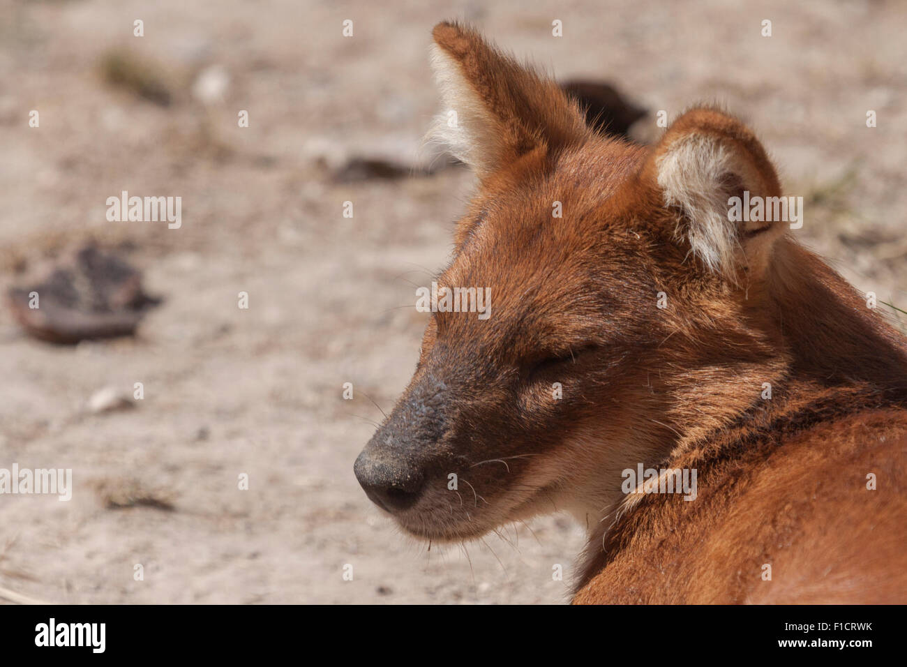 Ritratto di un cane australiano, un dingo Foto Stock