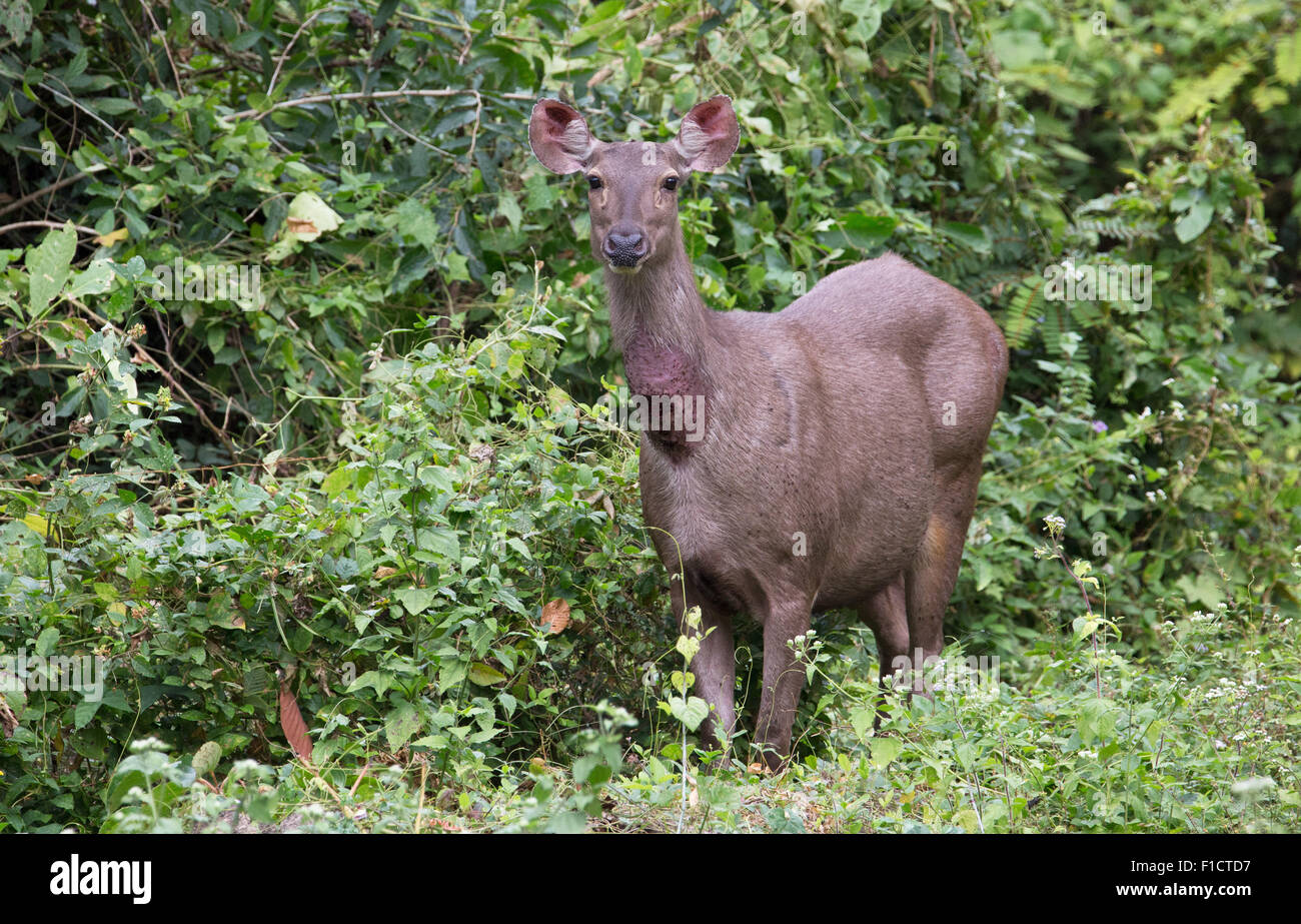 Sambar Deer (Rusa unicolor), Tailandia Foto Stock