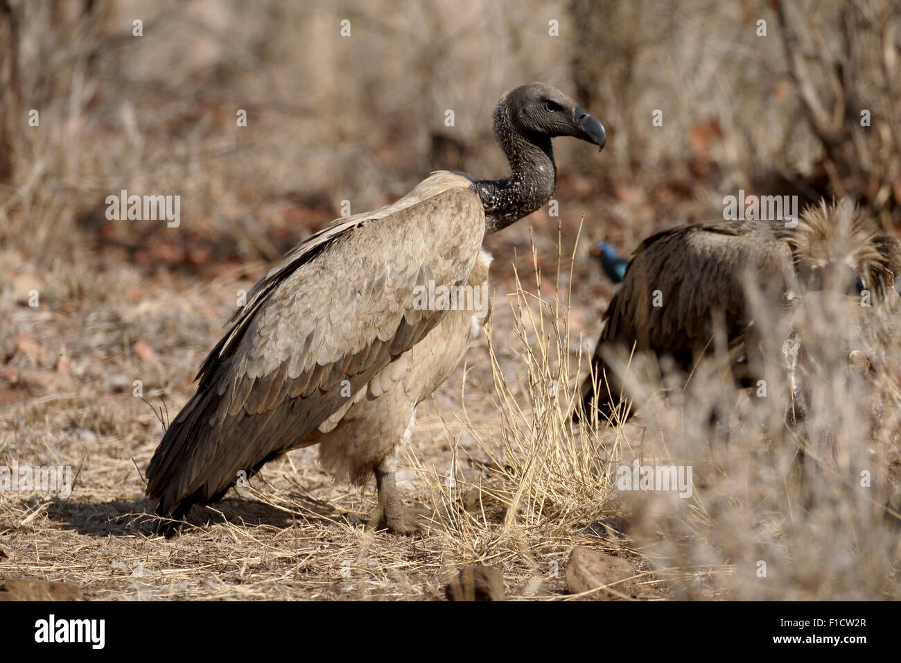 African white-backed vulture, Gyps africanus, singolo uccello sul pavimento, Sud Africa, Agosto 2015 Foto Stock