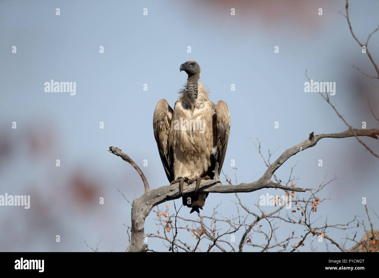 African white-backed vulture, Gyps africanus, singolo uccello sul ramo, Sud Africa, Agosto 2015 Foto Stock