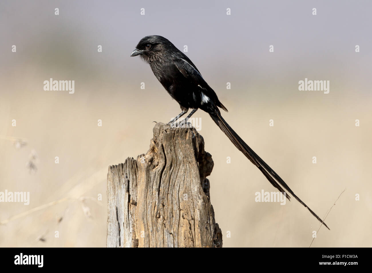 Afrcian long-tailed shike o Gazza shrike, Urolestes melanoleucus, singolo uccello sul ramo, Sud Africa, Agosto 2015 Foto Stock