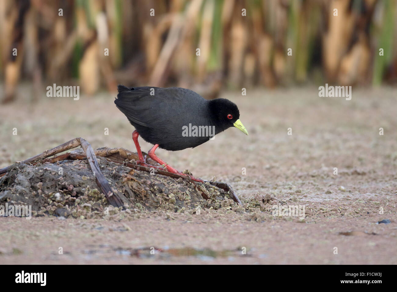 Nero, crake Amaurornis flavirostr, singolo uccello da acqua, Sud Africa, Agosto 2015 Foto Stock