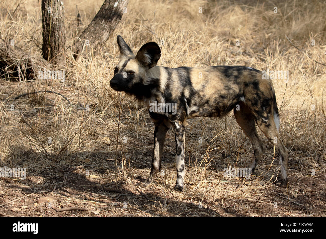 Capo Caccia cane, Lycaon pictus, unico mammifero, Sud Africa, Agosto 2015 Foto Stock