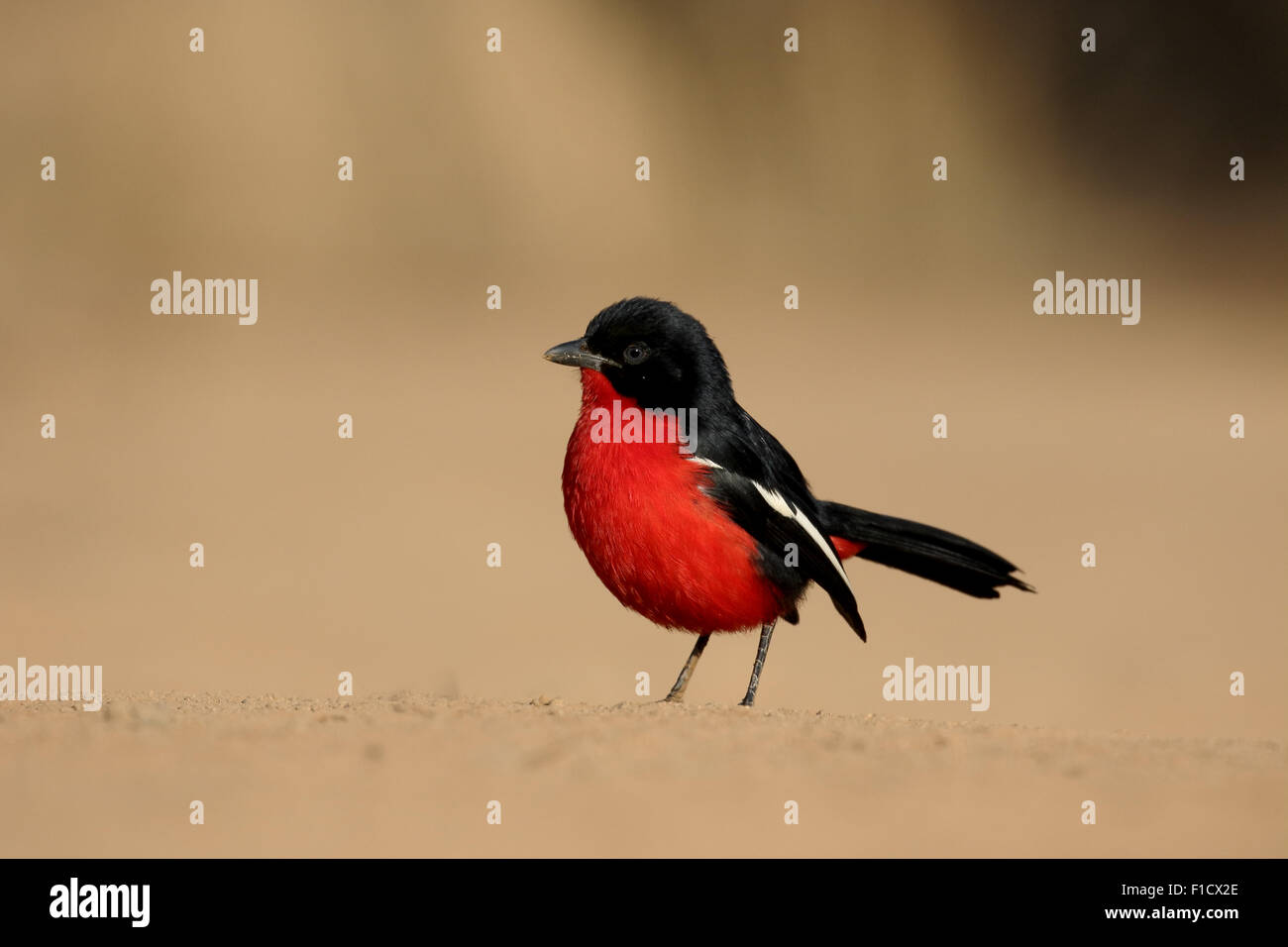 Crimson-breasted shike, Laniarius atrococcineus, singolo uccello sul terreno, Sud Africa, Agosto 2015 Foto Stock