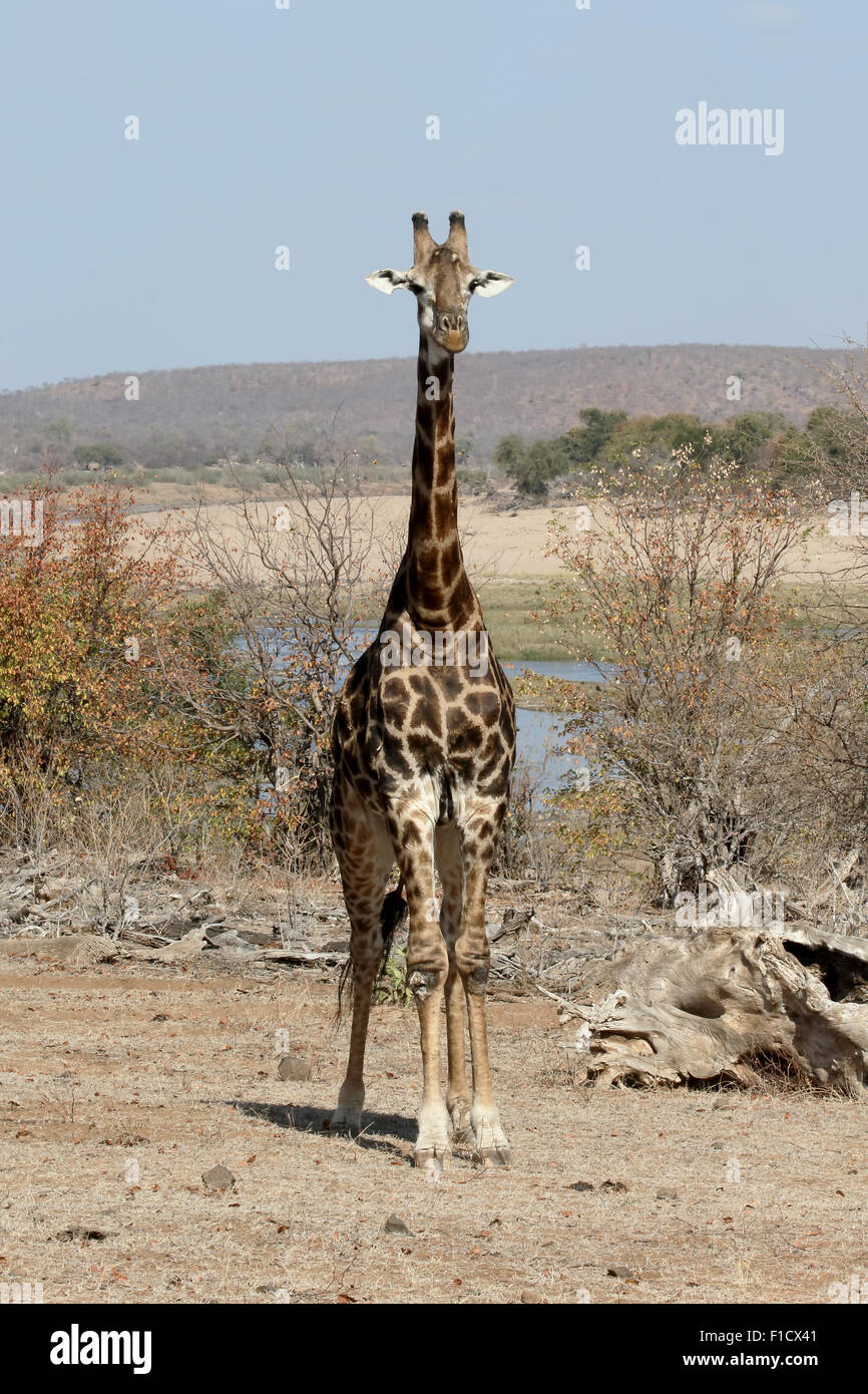 La giraffa, Giraffa camelopardalis, unico mammifero, Sud Africa, Agosto 2015 Foto Stock
