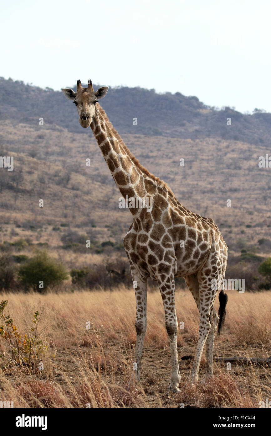 La giraffa, Giraffa camelopardalis, unico mammifero, Sud Africa, Agosto 2015 Foto Stock