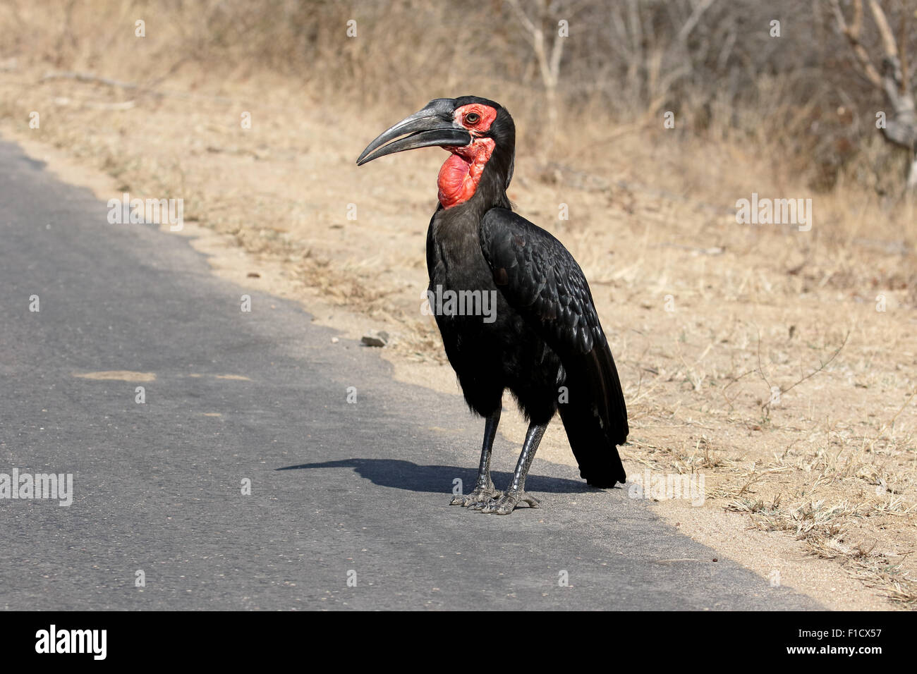 Massa hornbill, Bucorvus leadbeateri, singolo uccello sul terreno, Sud Africa, Agosto 2015 Foto Stock