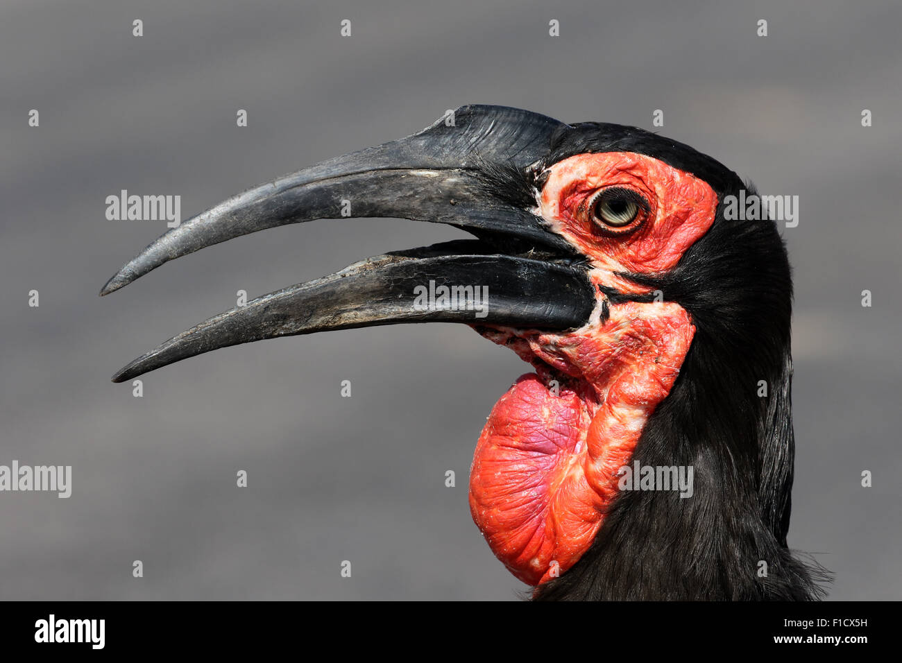 Massa hornbill, Bucorvus leadbeateri, singolo uccello colpo alla testa, Sud Africa, Agosto 2015 Foto Stock