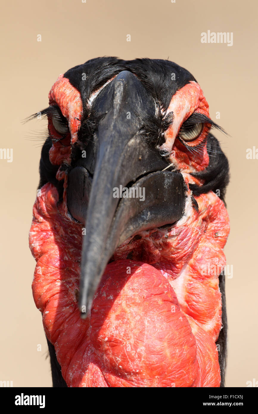 Massa hornbill, Bucorvus leadbeateri, singolo uccello colpo alla testa, Sud Africa, Agosto 2015 Foto Stock