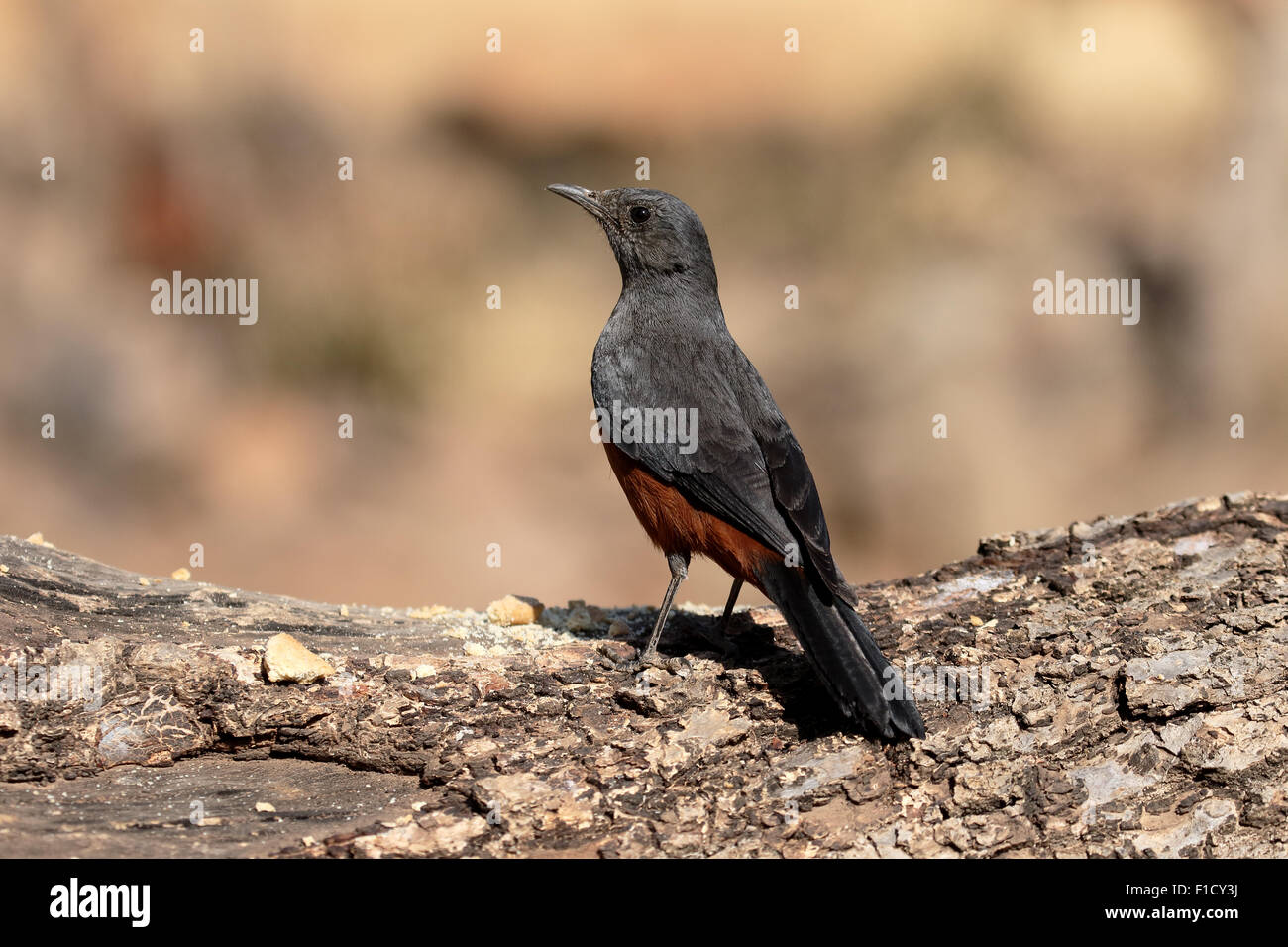 Beffardo cliff-chat, Thamnolaea cinnamomeiventris, singolo uccello sul ramo, Sud Africa, Agosto 2015 Foto Stock