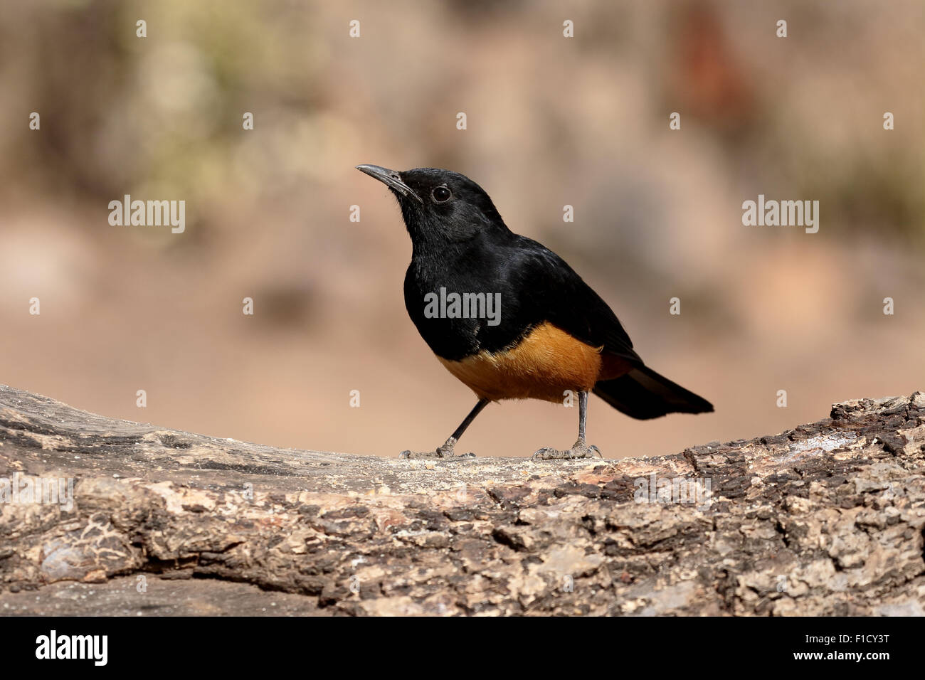 Beffardo cliff-chat, Thamnolaea cinnamomeiventris, singolo uccello sul ramo, Sud Africa, Agosto 2015 Foto Stock