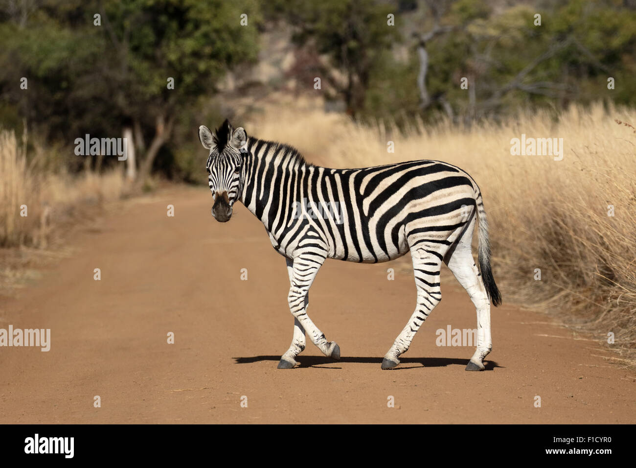 Pianure o Burchells zebra, Equus quagga, unico mammifero, Sud Africa, Agosto 2015 Foto Stock